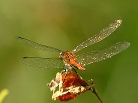 dragonfly1